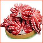 Clean Flower Octopus