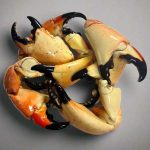 Hart Crab Claw