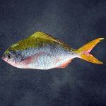Rainbow Snapper