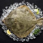 Turbot